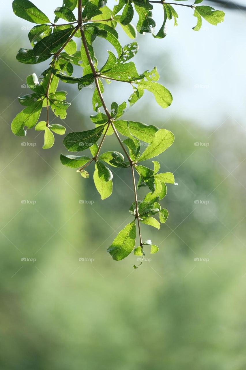 small leaves with green background