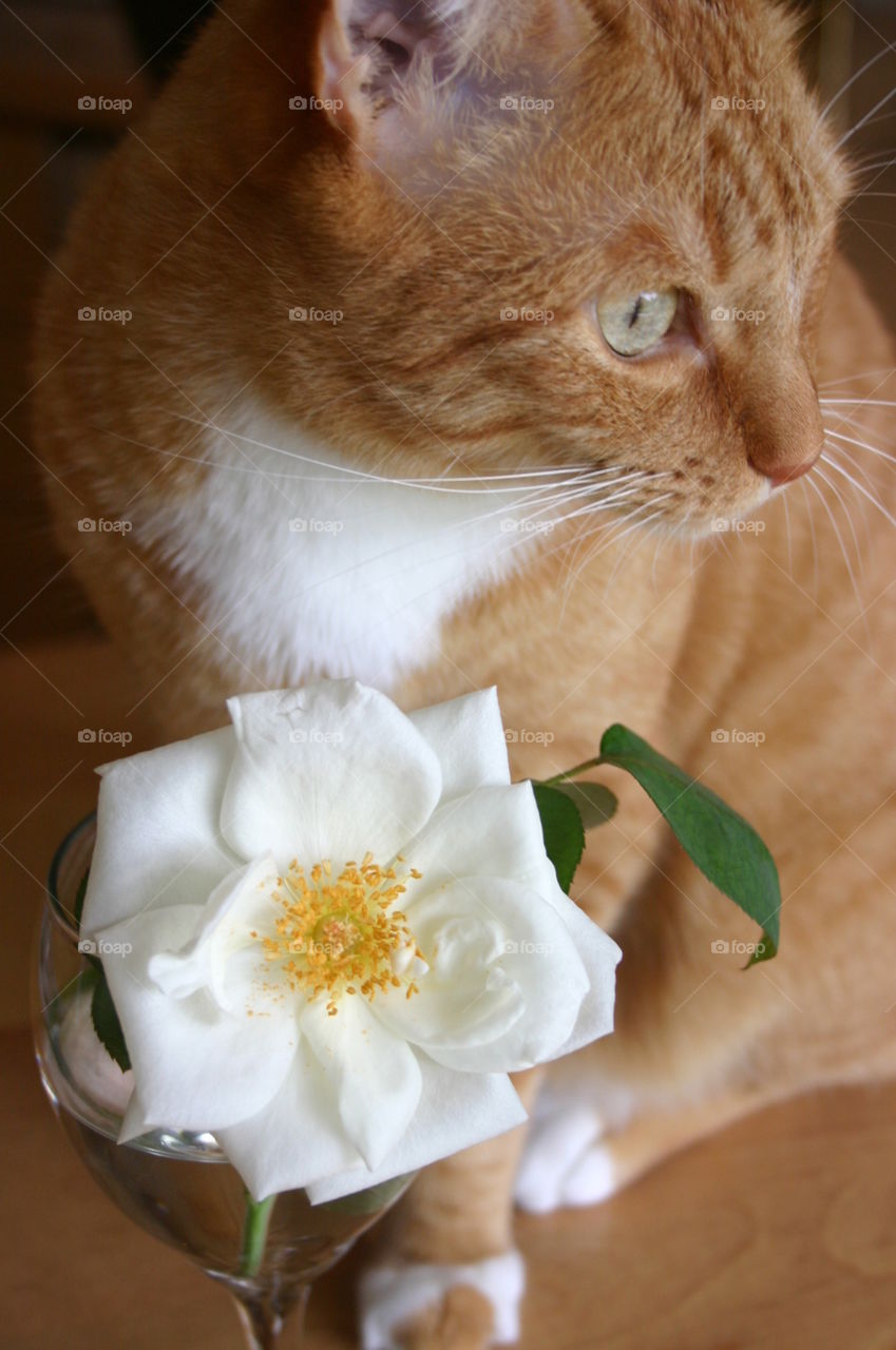Orange and white tabby cat looking at the distance sitting in front of wine glass containing white rose on water