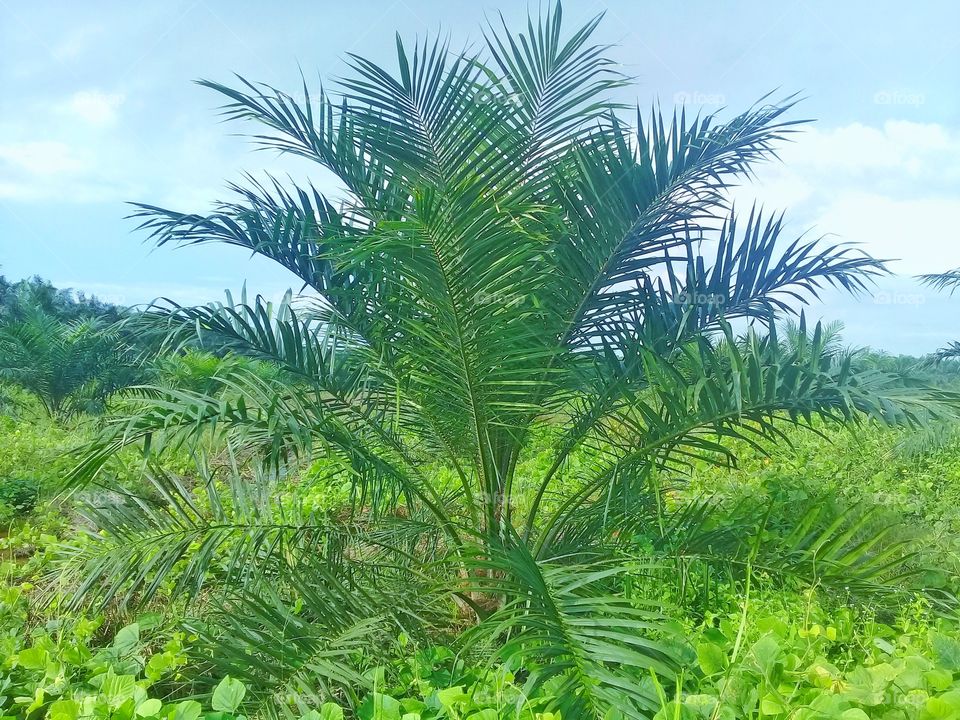 Tree palm oil is two years old with green cover on Kalimantan Indonesia
