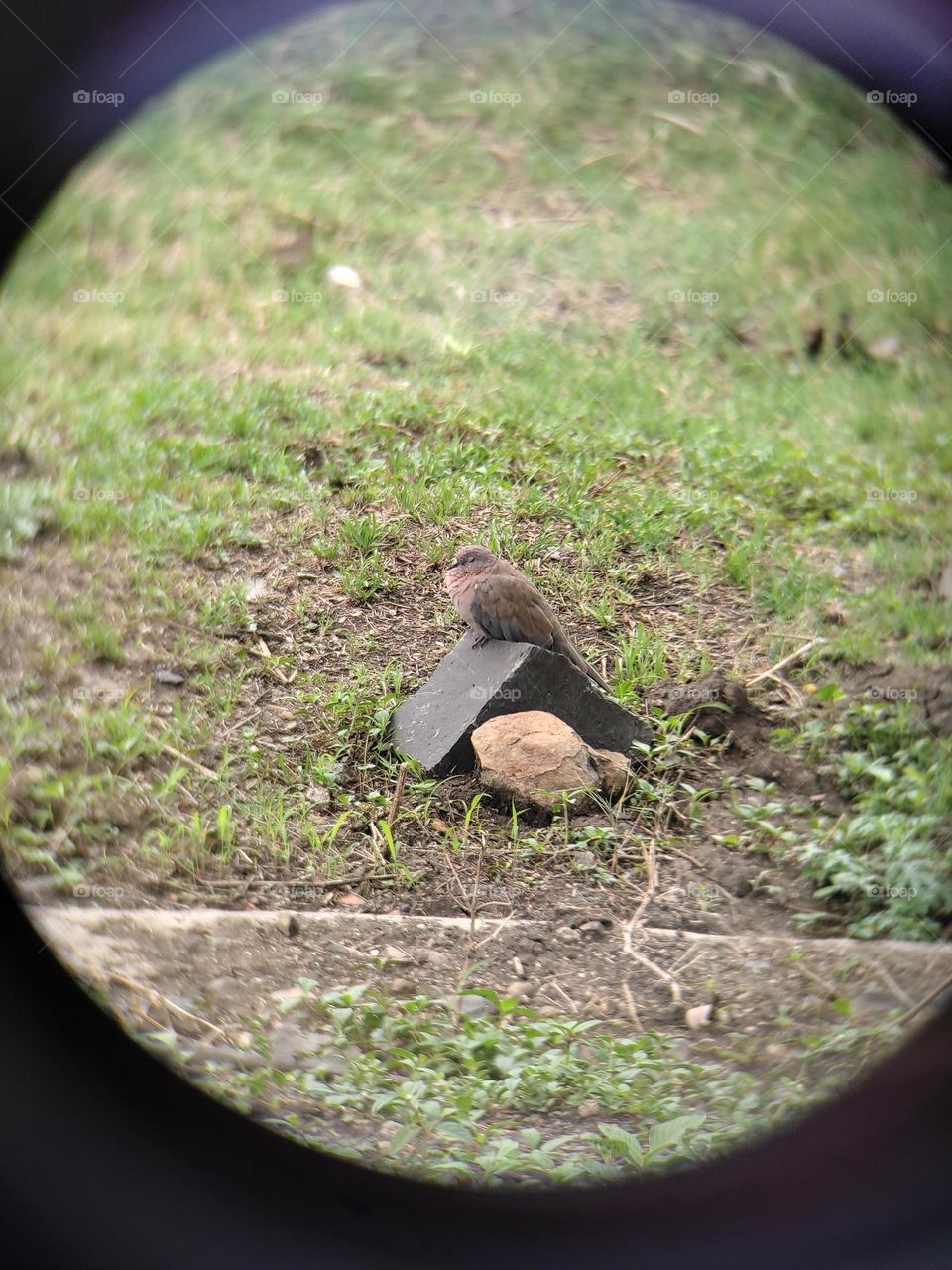 laughing dove in a zen mode