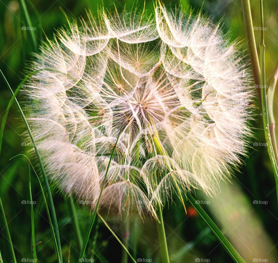 dandelion