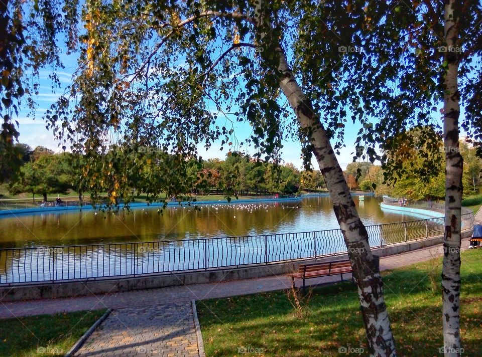 birch on the lake береза у озера