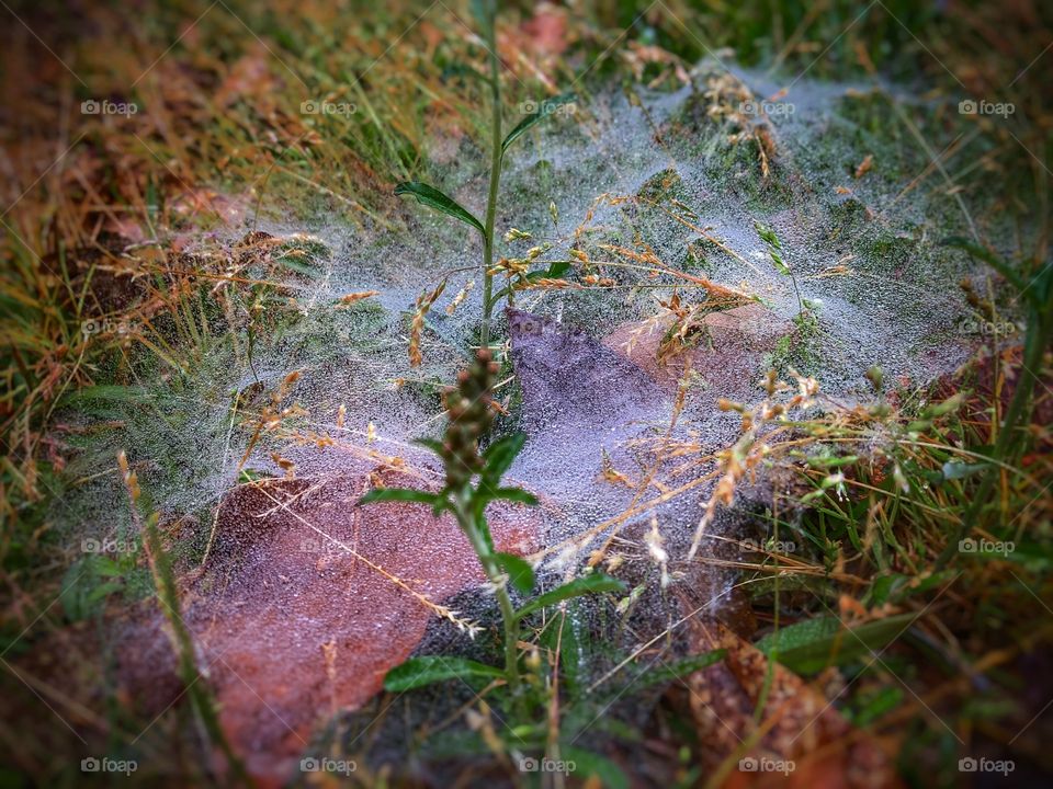 Morning Web