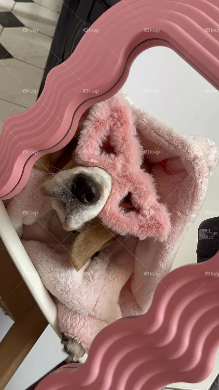 🐾