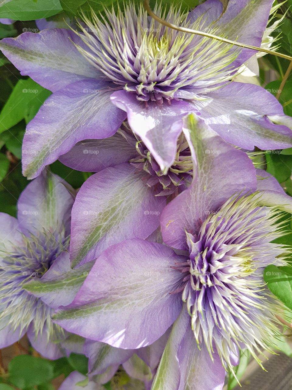 Clematis gathering