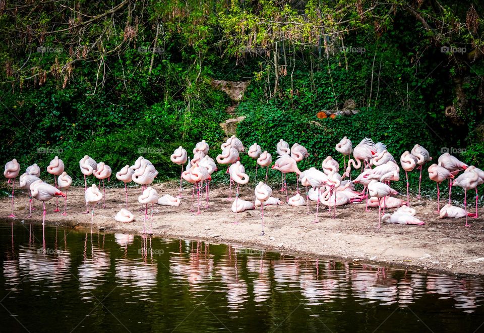 Flamingos