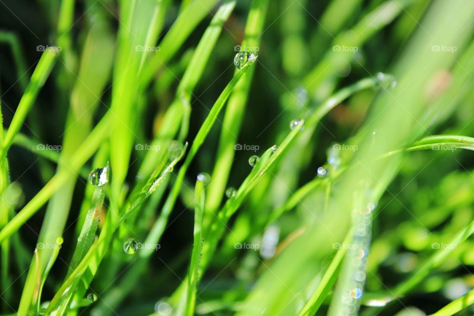 grass