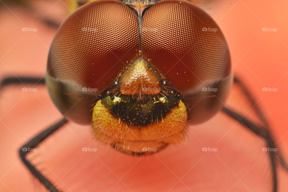 dragonfly . Big Eyes