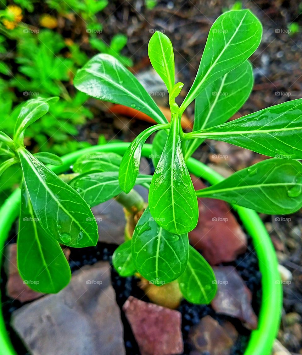 Cambodian Bonsai Tree