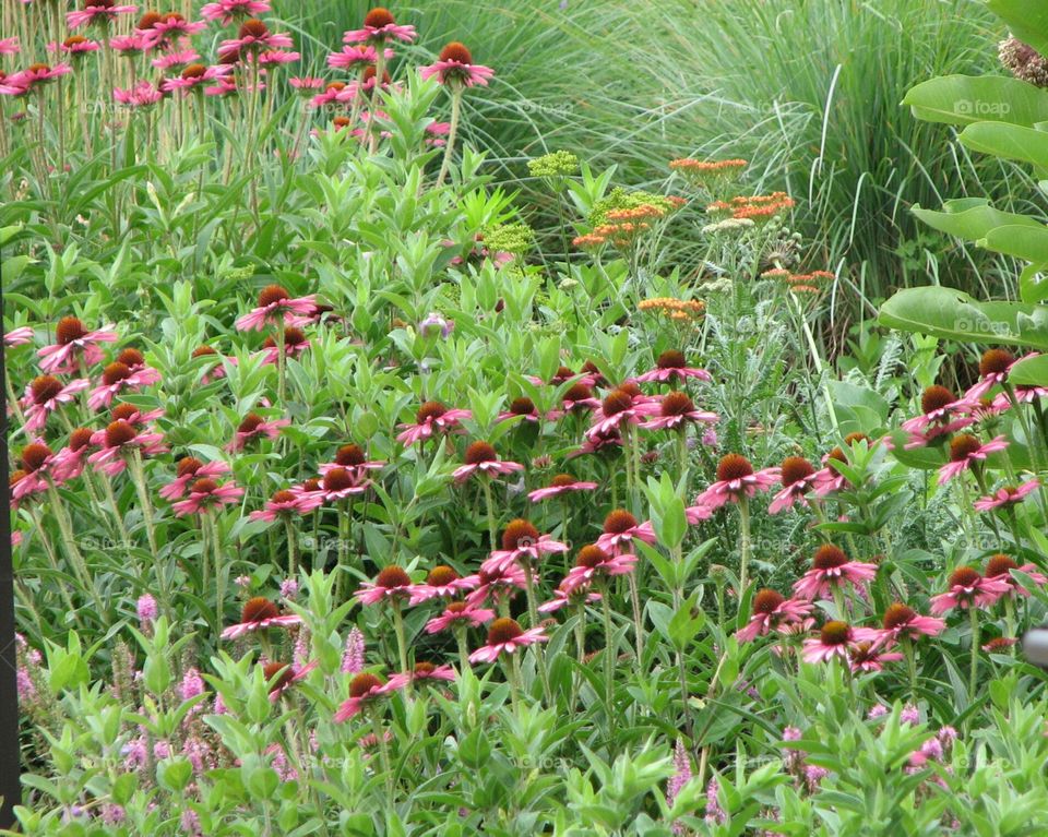 colorful flowers