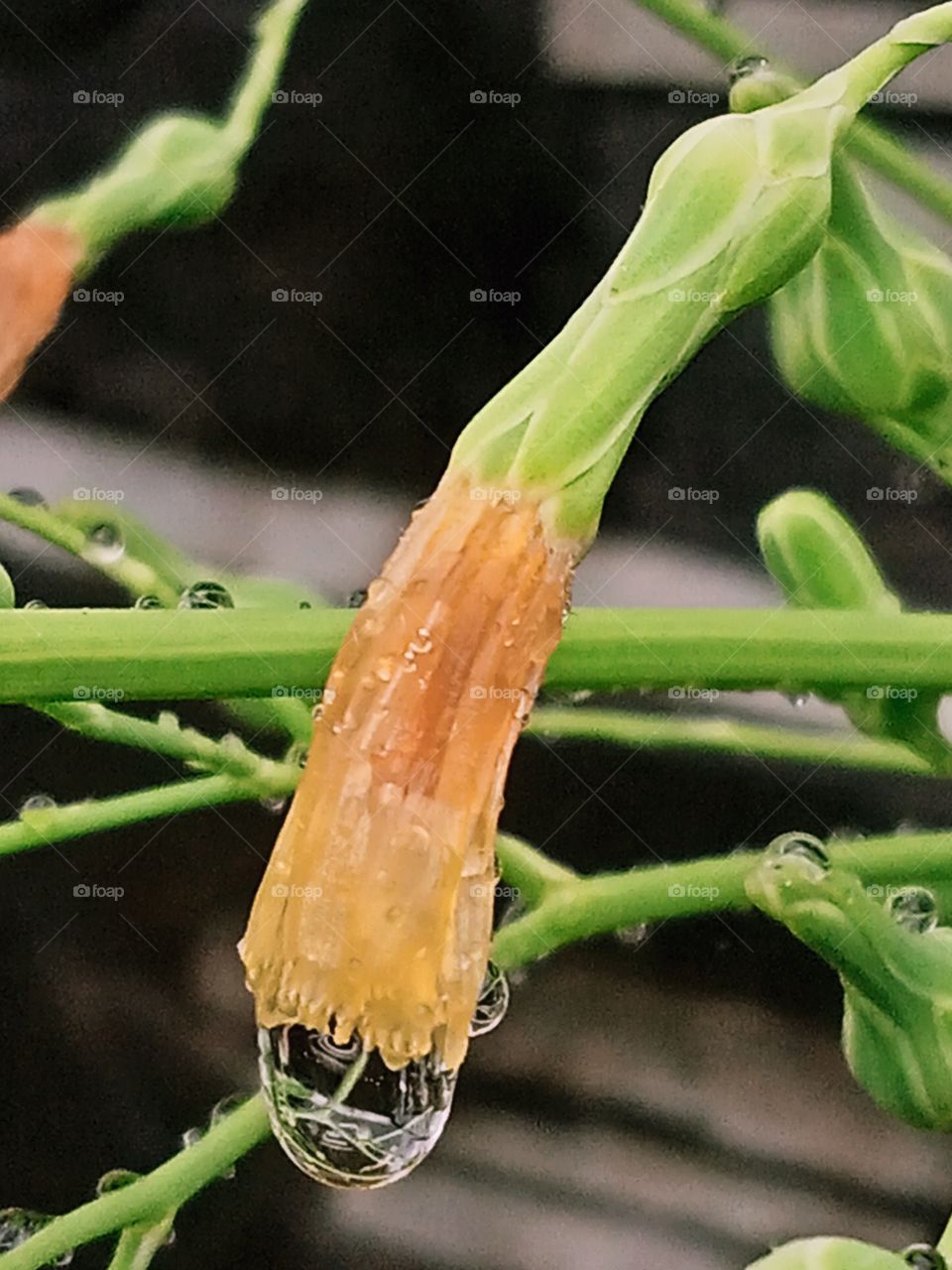 A story left over from the rain