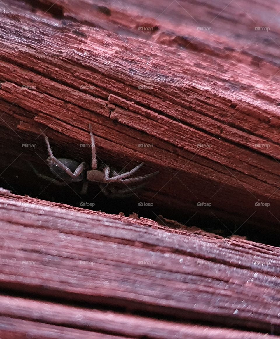 Spider hiding between the boards of a wall