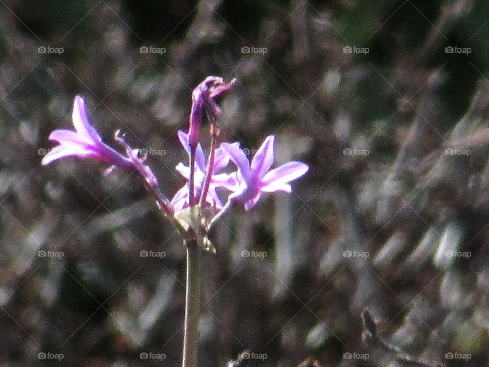 Nature, Flower, Flora, No Person, Leaf