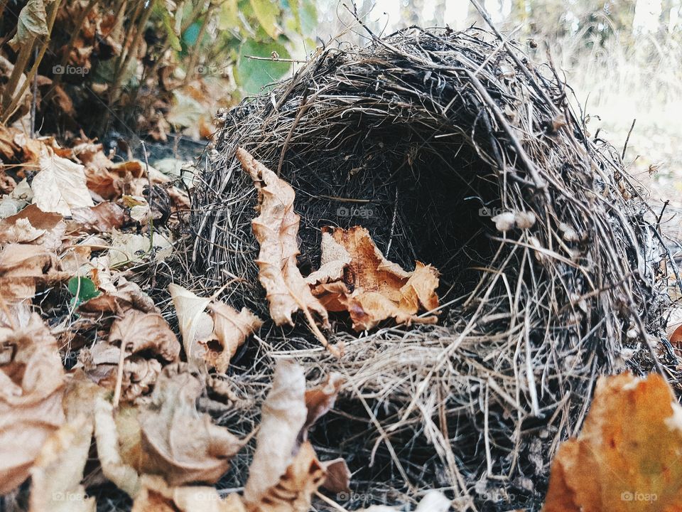 Bird's nest in autumn
