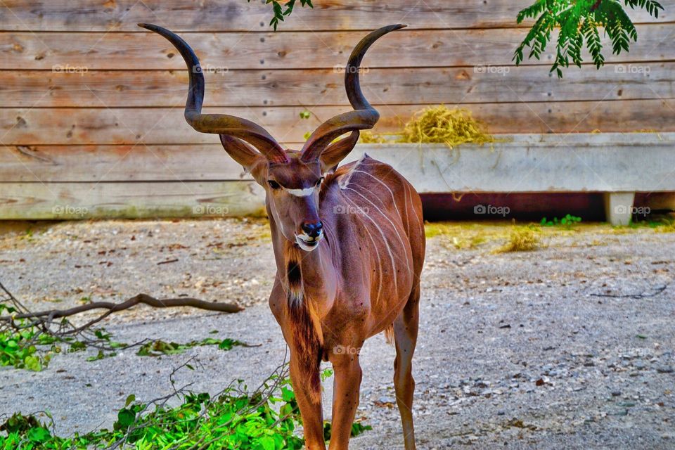 Hanging out at the zoo