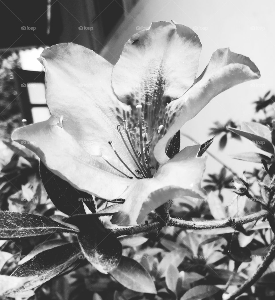 Flower in Black and White
