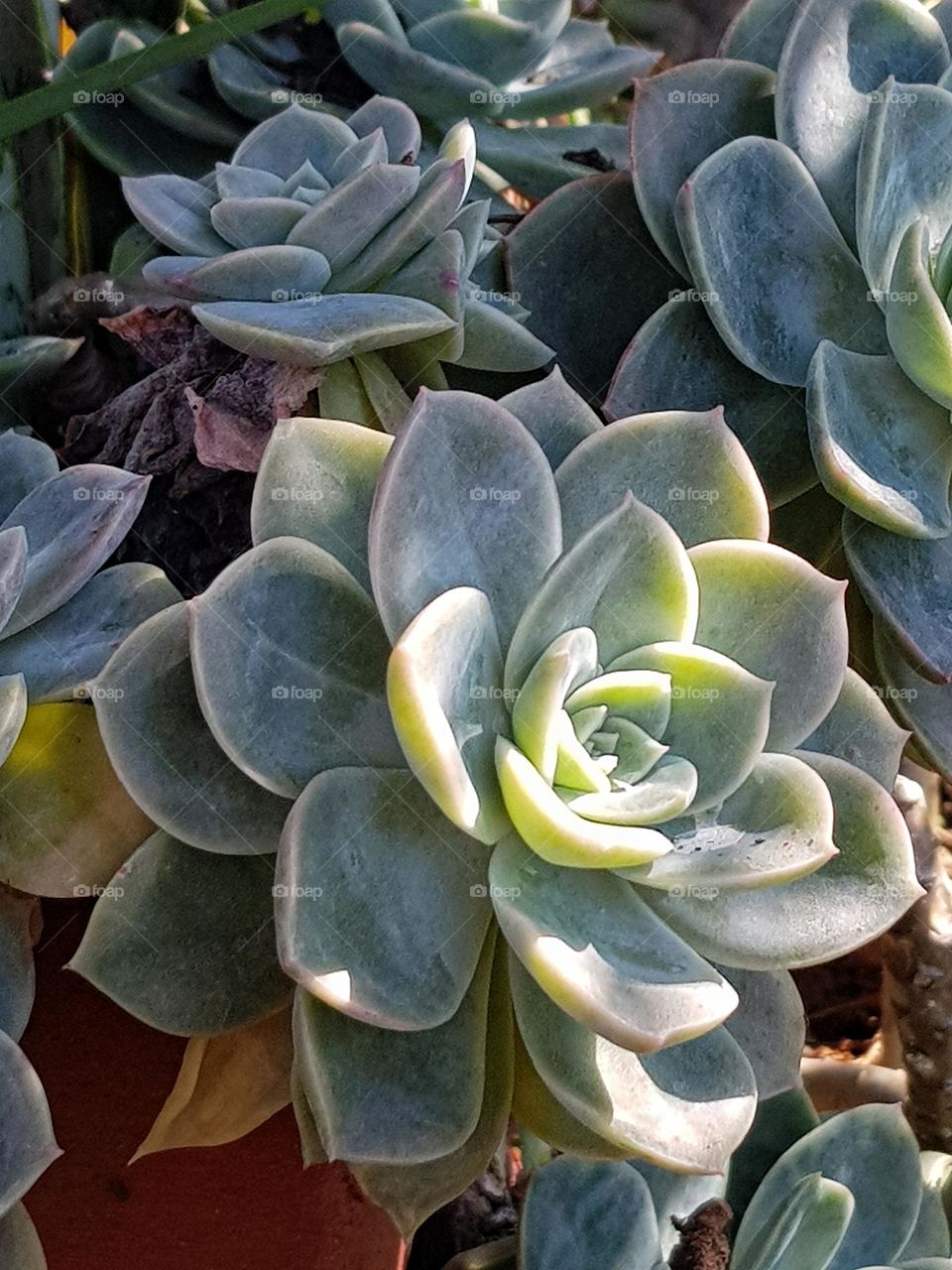 early morning sunshine hitting a flower