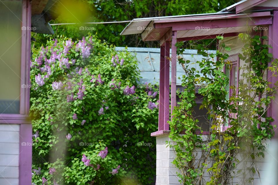 House, Garden, Family, Flower, No Person