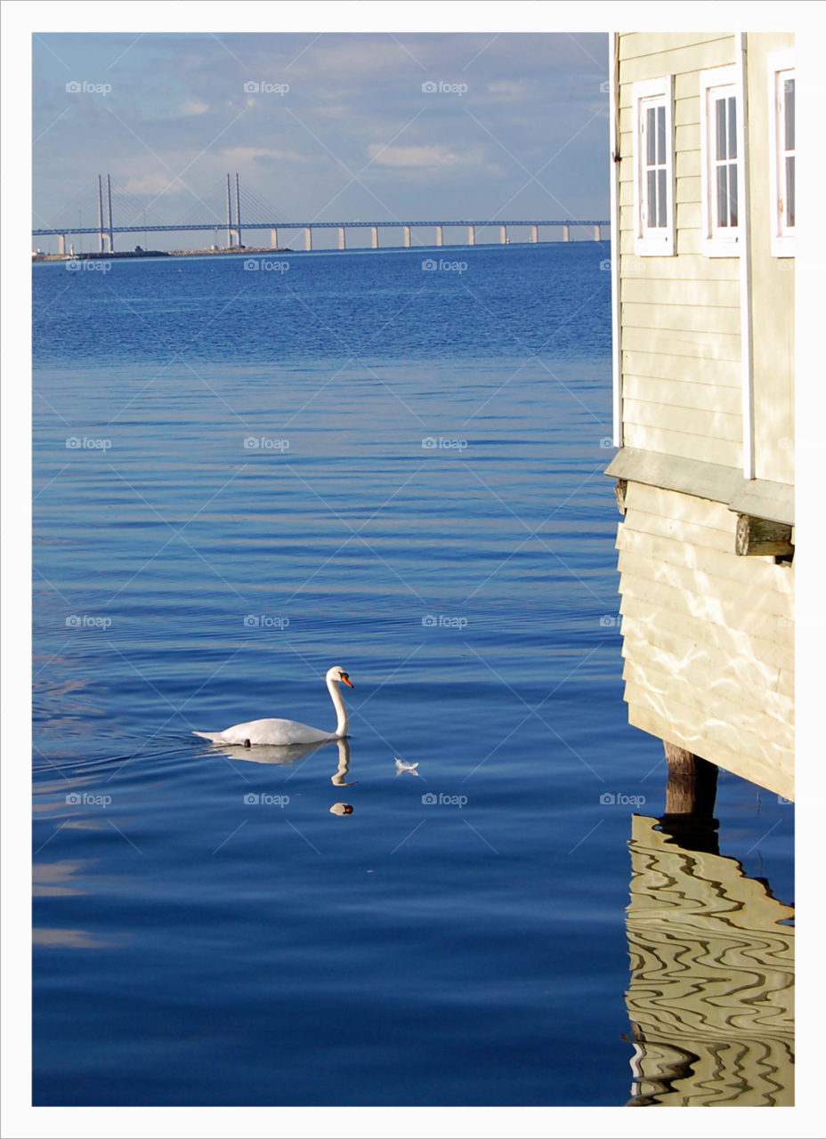 swan öresundsbron svan ribersborgs kallbadhus by NinniHL