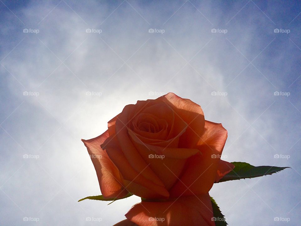 beautiful rose. rose silhouette in front of the sun