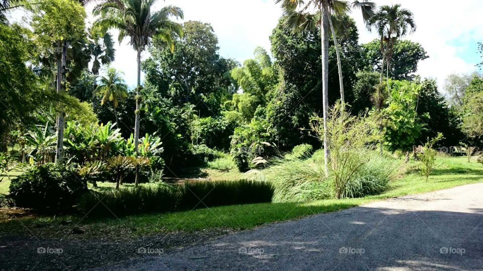 Jungle#nature#greengrass#palms