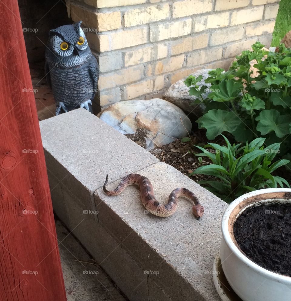 Photo of plastic owl looking at plastic snake, on patio with plants.