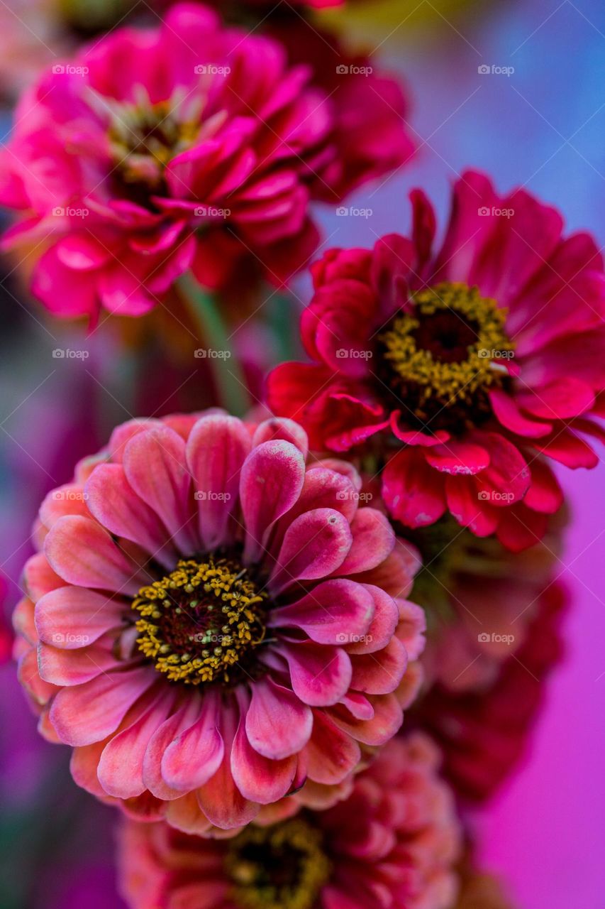 Bold and Bright Flowers