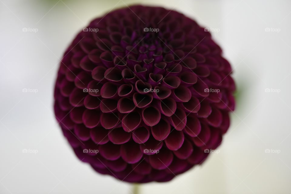 Dahlia