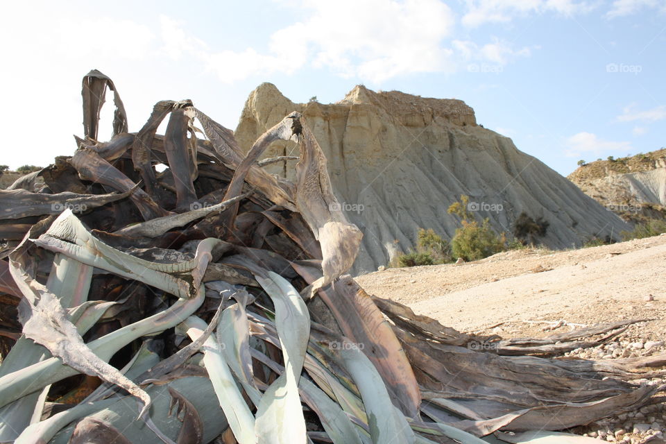 A fallen palm whose leaves have dried to a light brown color. Behind the palm tree you can also see a light brown mountain.