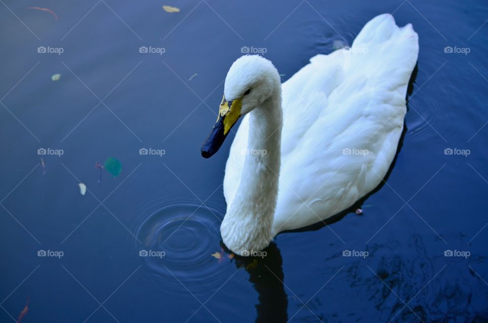 Swan