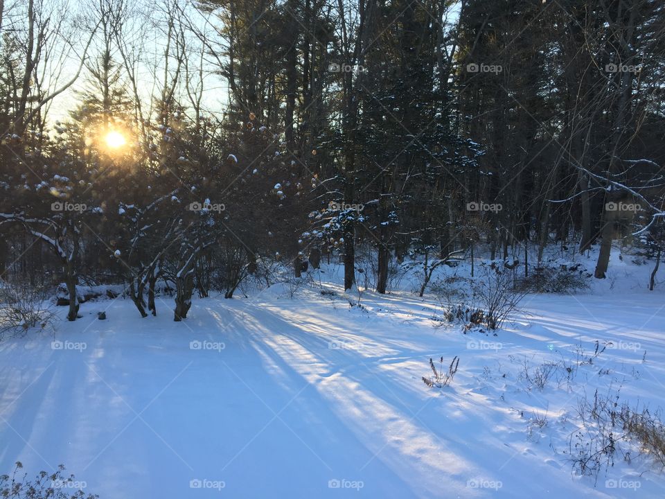 Snowy sunrise behind the trees