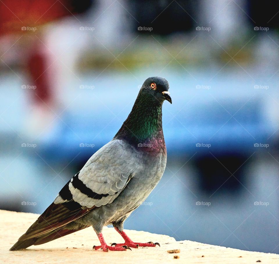 Bird photography  - Dove  pose