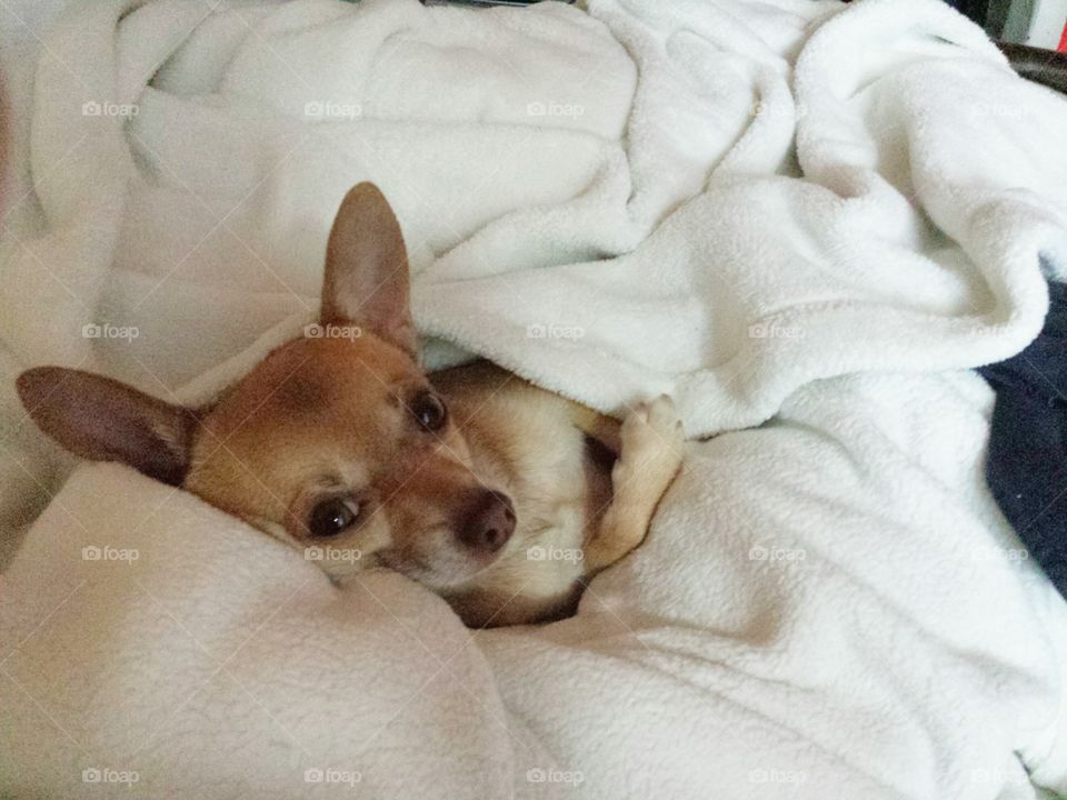 Posing Chihuahua