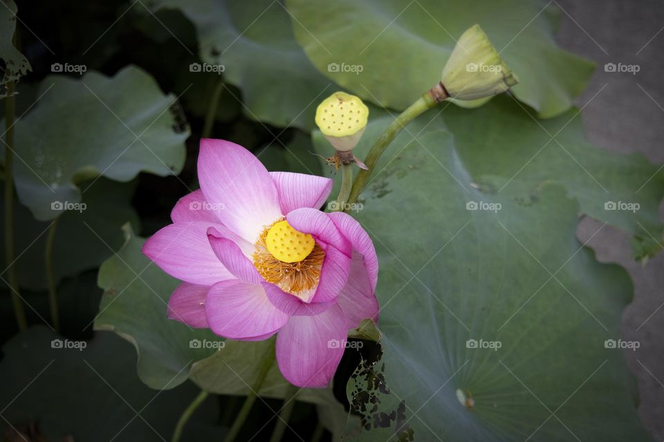 lotus