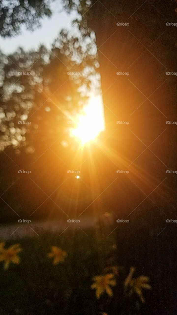 sunset behind a tree