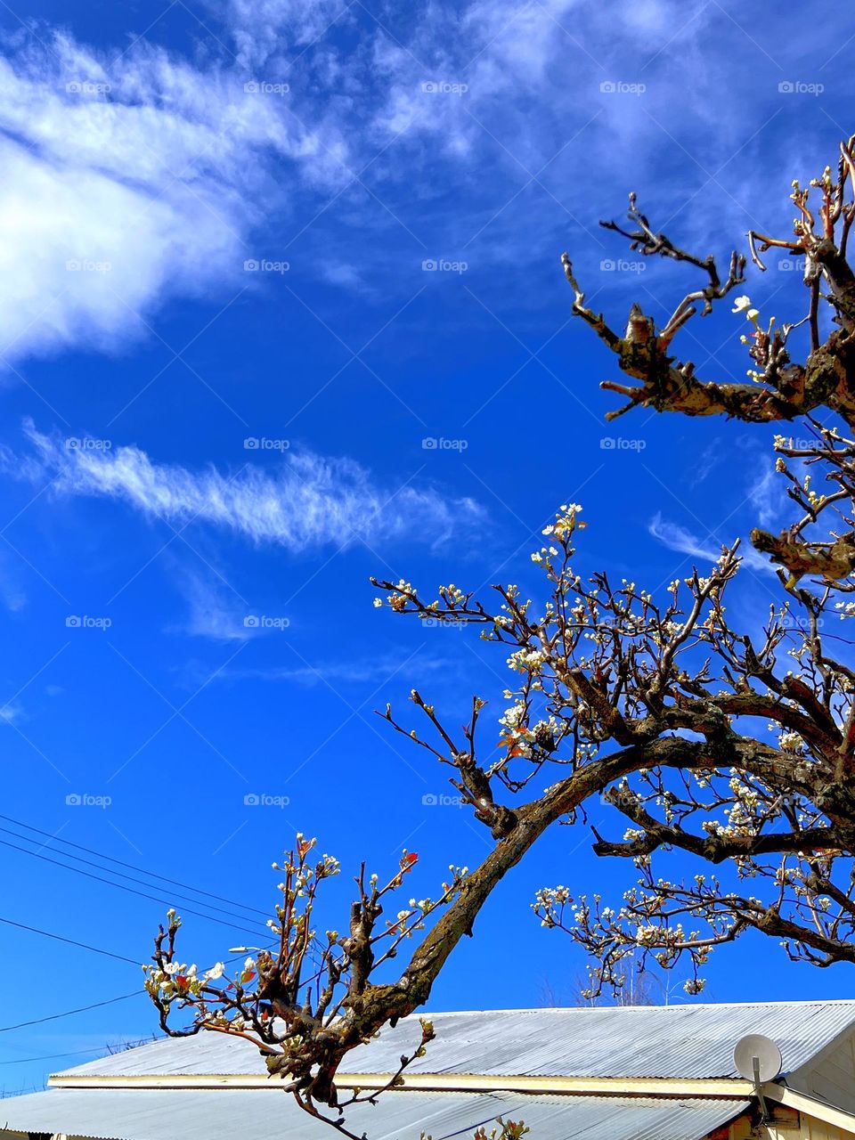 Spring is coming with flowers.