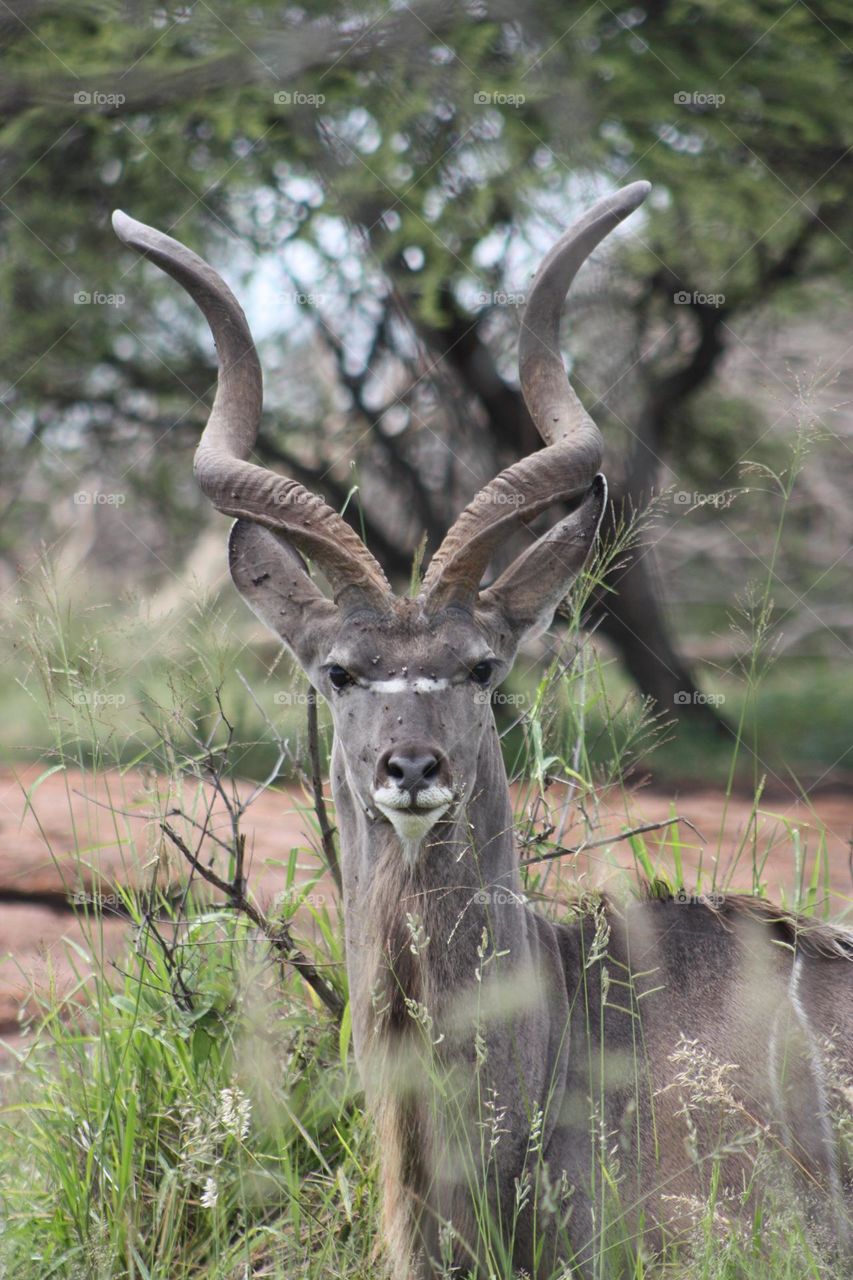 kudu in kruger Park