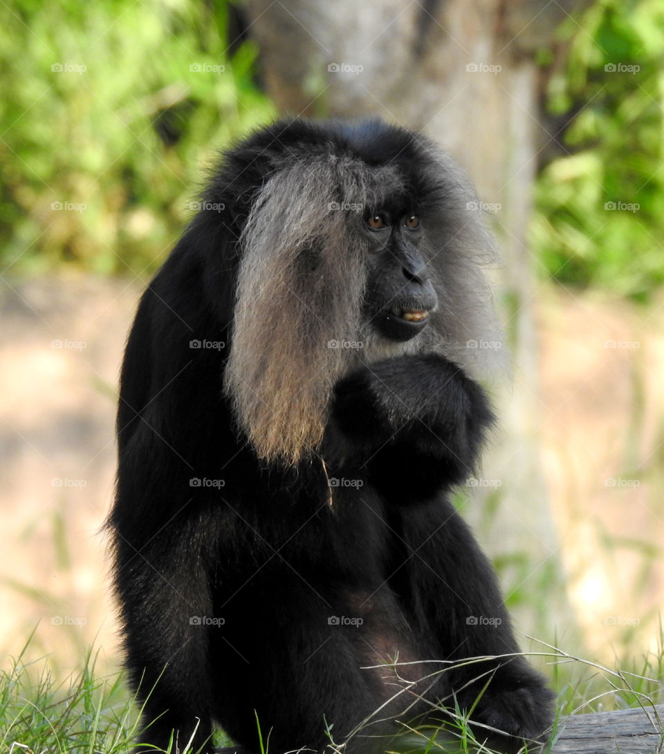 Lion tailed macaque