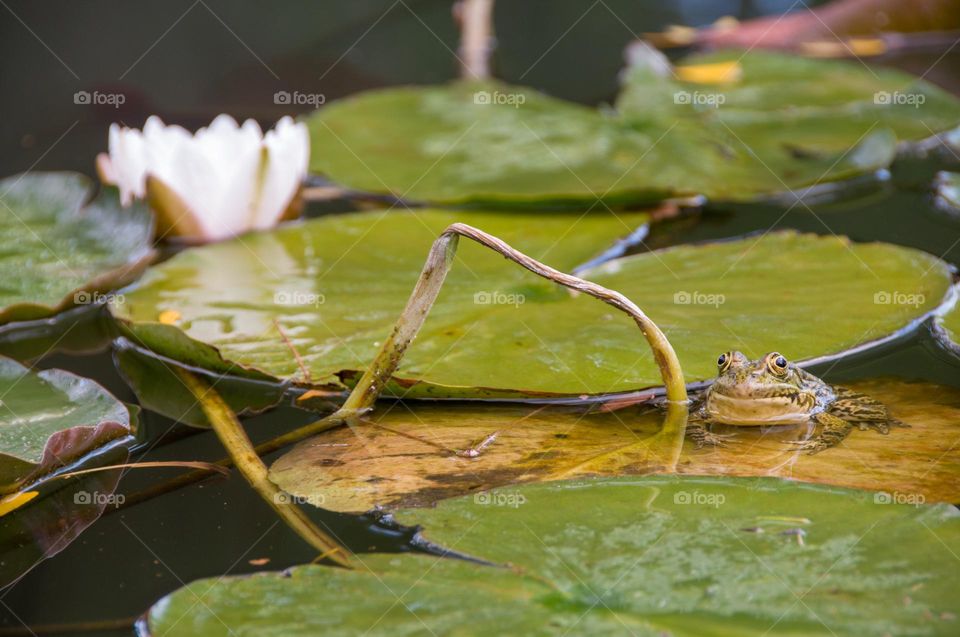 Frog in the pond next to the water lilies. Wild animals. Natural background 