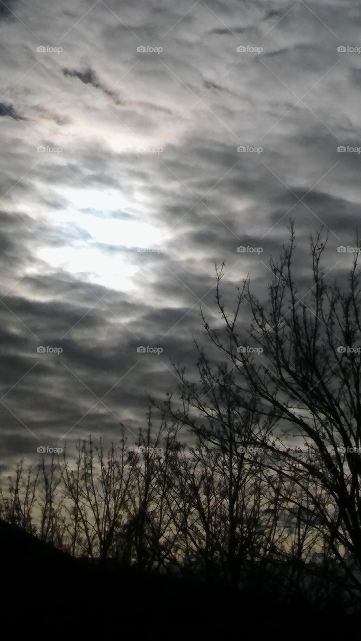 Sky And Trees