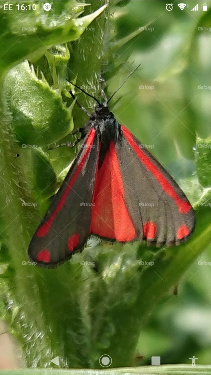 Red garden butterfly 