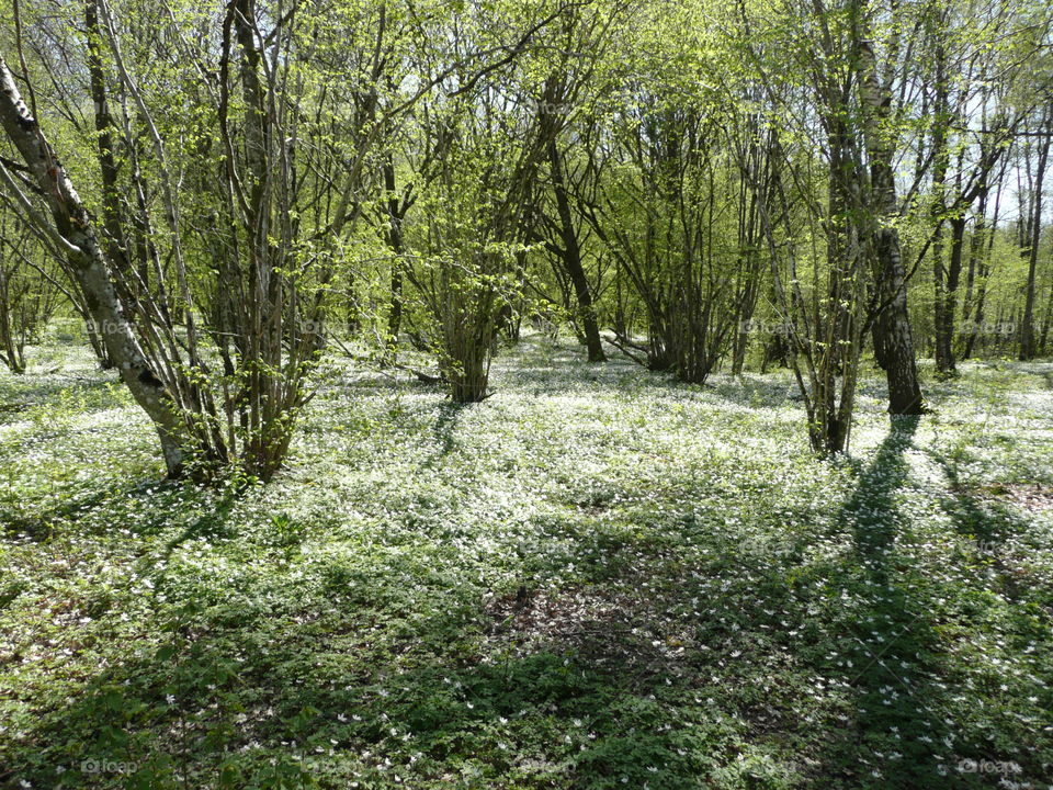 anemones meadow