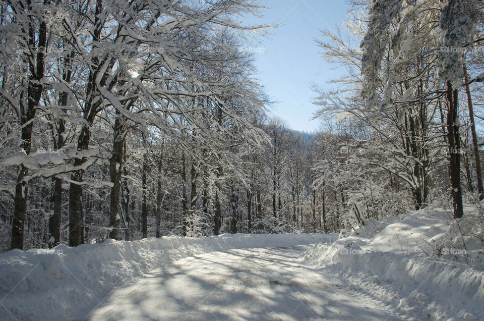 Winter landscape