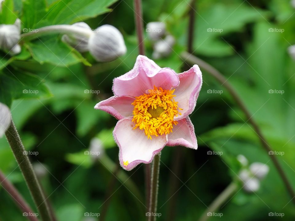 Delicate pink flower