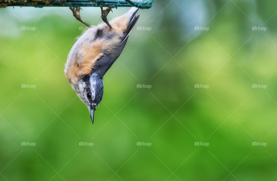 Red-breasted Nuthatch  - my yard