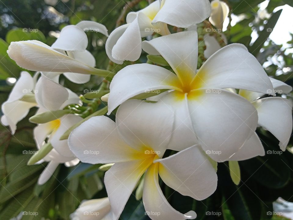 Beautiful Plumeria Flowers