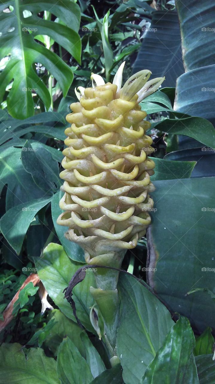 bee hive ginger