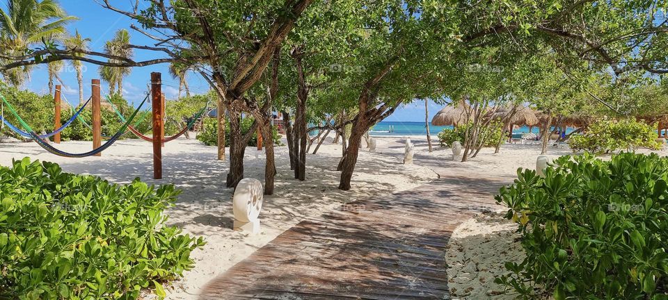 path to paradise surrounded by palm trees and nature with the background of the Caribbean beach