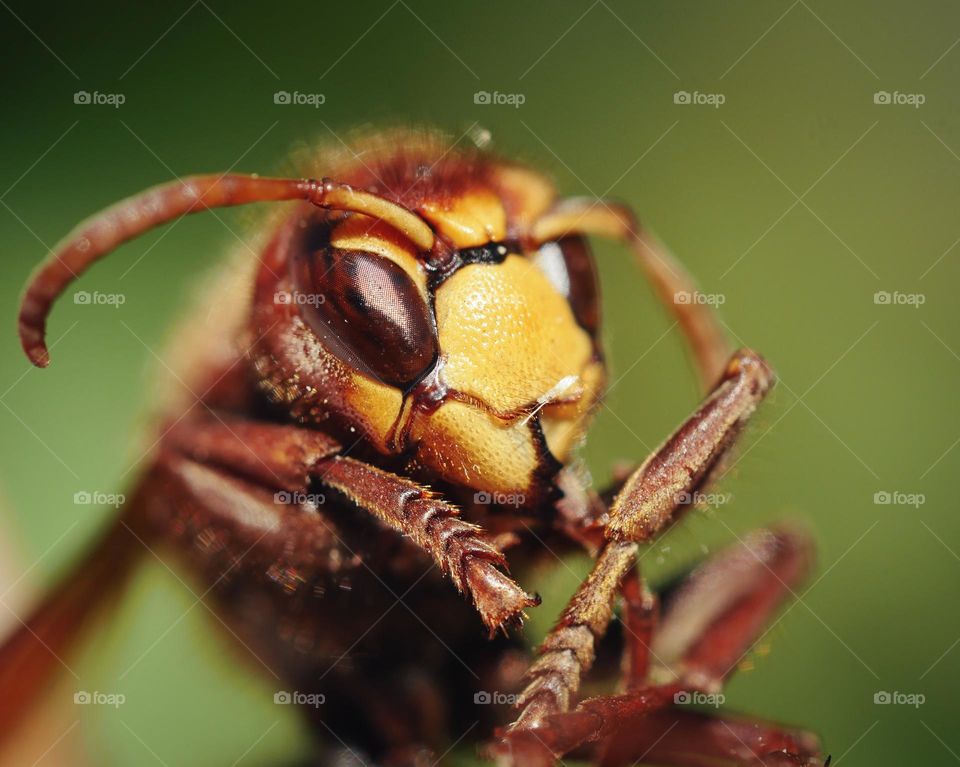 Portrait of hornet