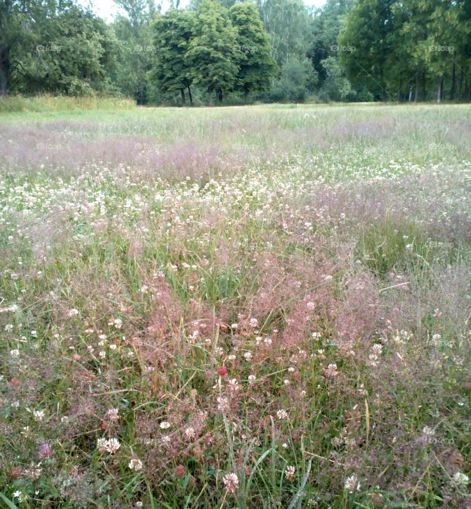 Flower, Landscape, Nature, Summer, Field